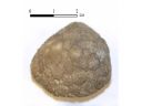 Цистоидея (Cystoidea) Holocystites scutellatus. США №2 Фото 2