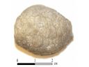 Цистоидея (Cystoidea) Holocystites scutellatus. США №2 Фото 1