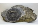 Древний строматолит, ок. 1,05–1,0 млрд лет — полированная пластина с 3D-оптическим эффектом Фото 1
